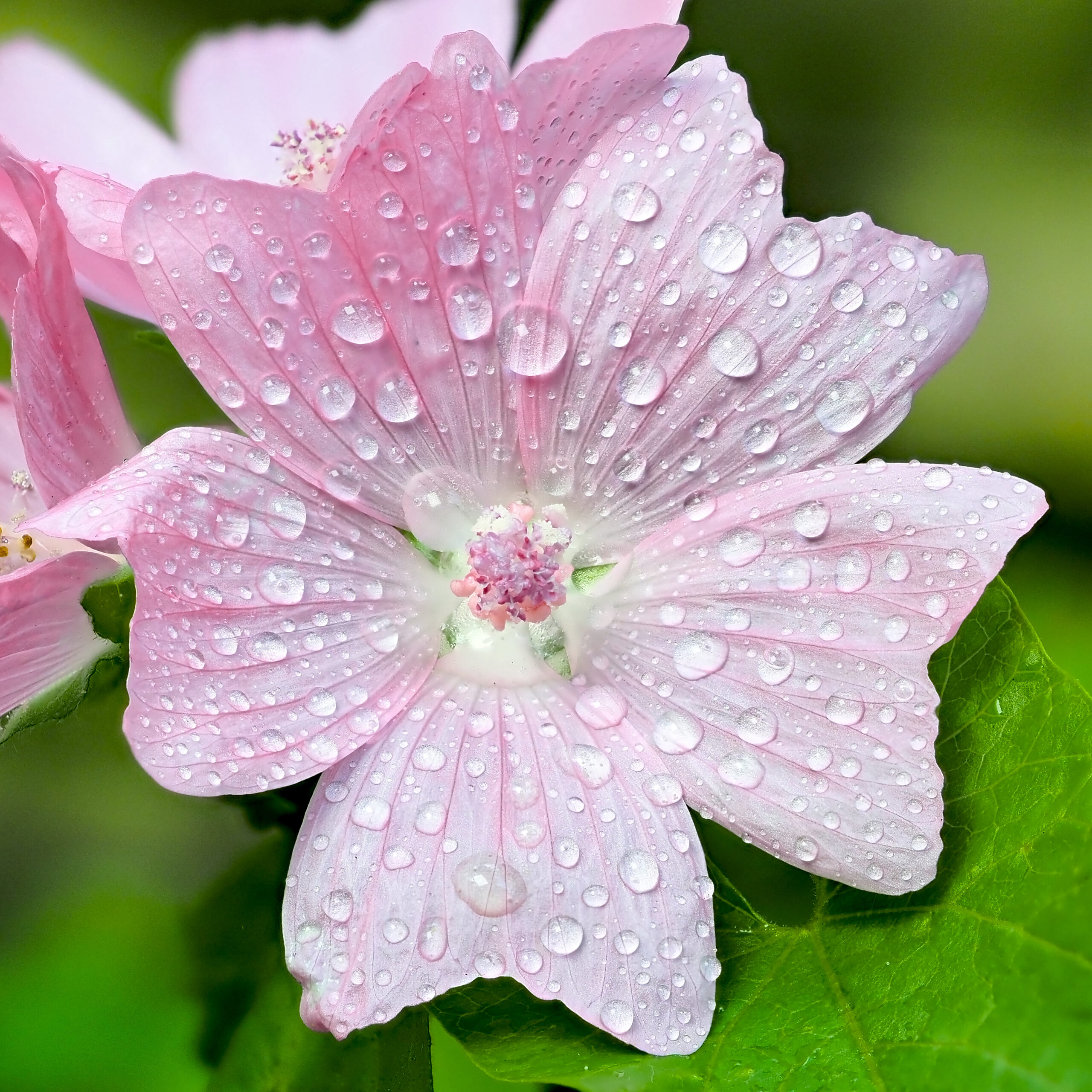 Rose mallow
