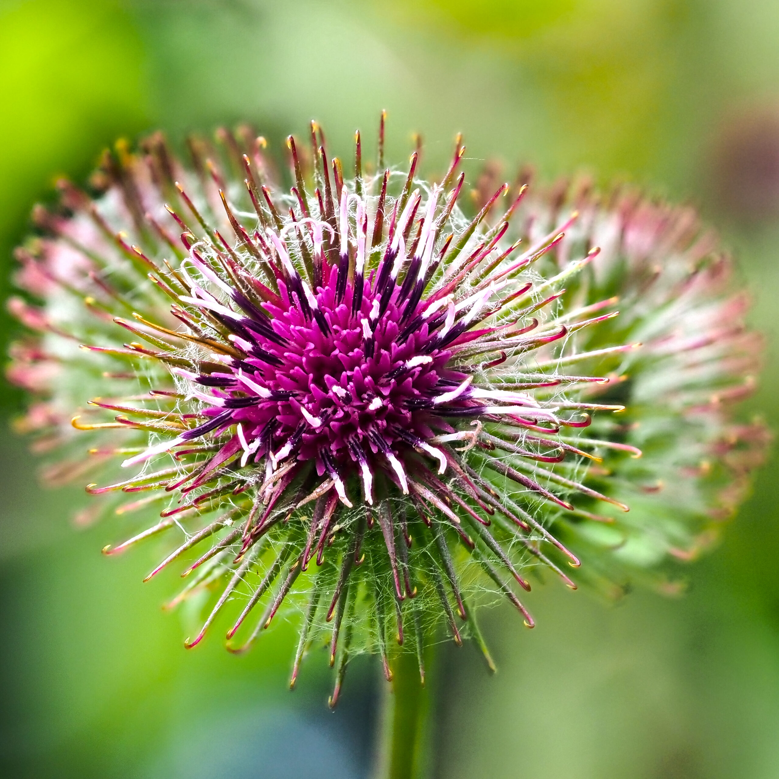 Burdock