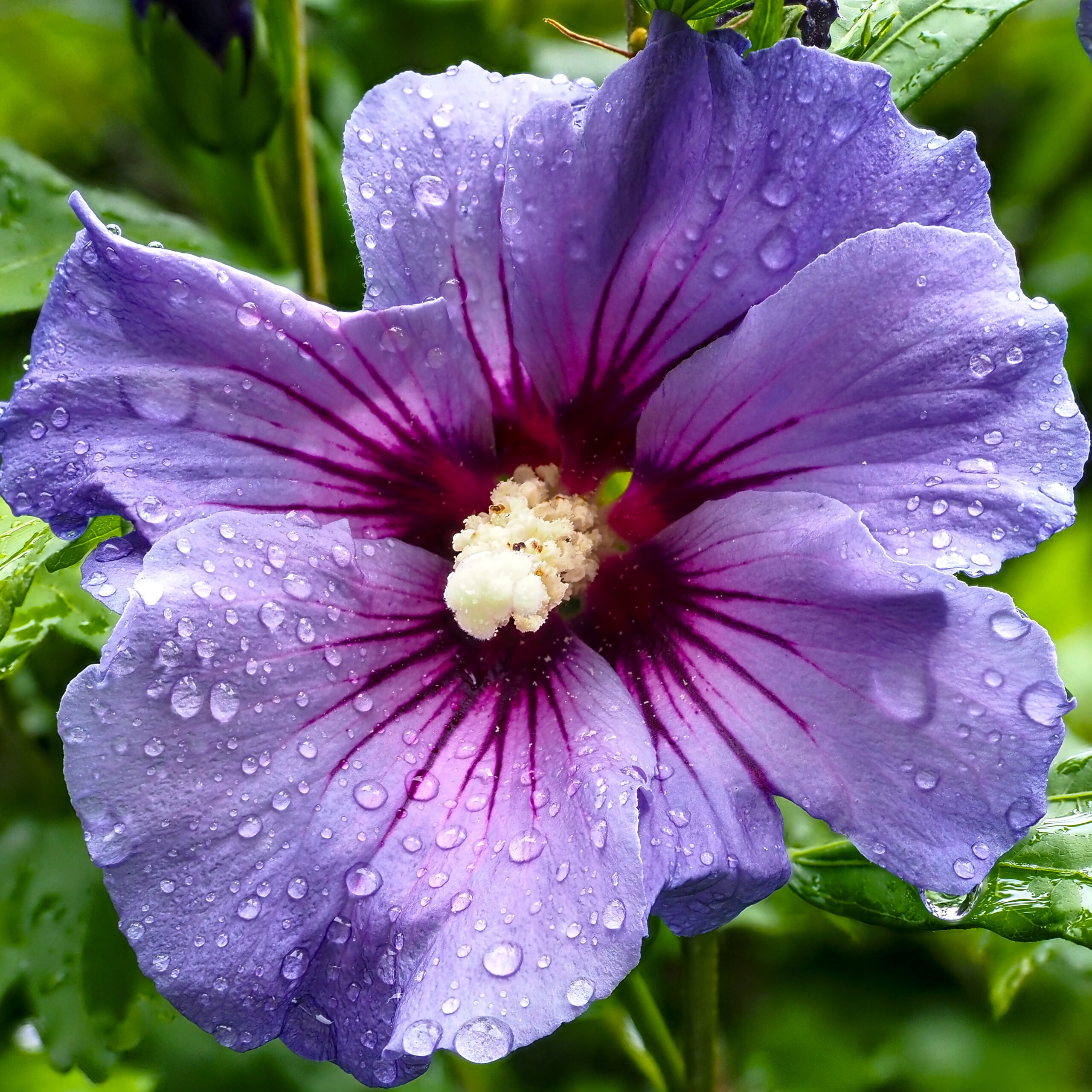 Rose Althea