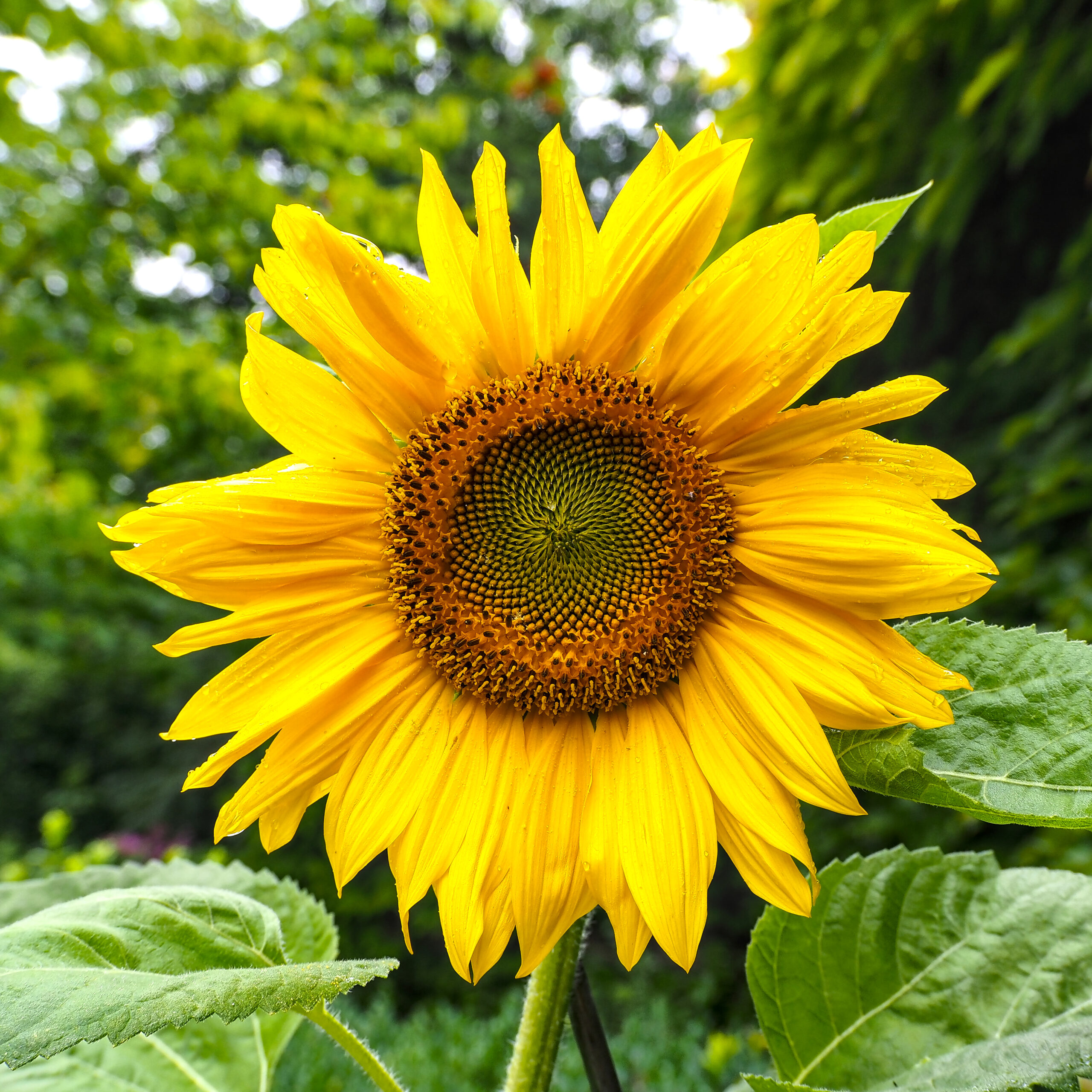 Sunflower