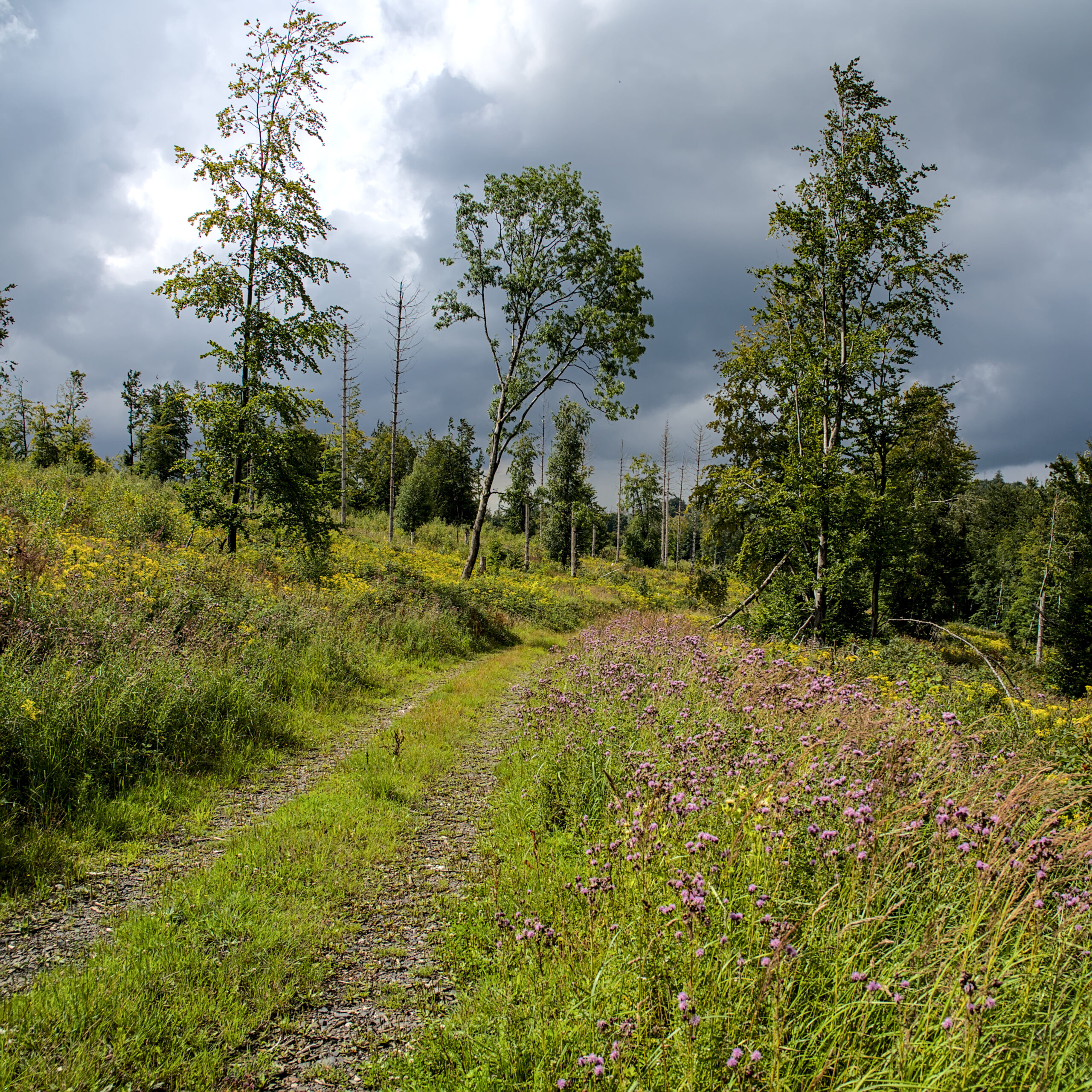 Egge with wild flowers
